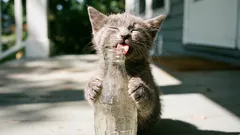 10 mitova o mačkama u koje je vrijeme prestati vjerovati