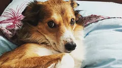 Kako prepoznati da vam pas ne vjeruje: tri ponašanja koja zamjenjujete s poslušnošću