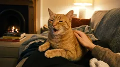 Mačka nam se zahvaljuje, a mi je otjeramo. Kako ne biste propustili važne signale svog ljubimca