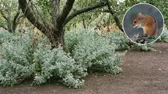 Grizu li poljski miševi vaš vrt? Jaki mirisi biljaka i jednostavne mjere za smanjenje dugoročne štete.