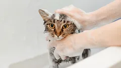 Kako okupati mačku bez ogrebotina i ispada bijesa: metoda koja djeluje