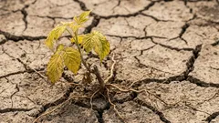 Zašto sadnice maline venu nakon sadnje: česte pogreške vrtlara u proljeće