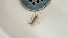 Kako se riješiti kućnih stonoga u stanu u 6 koraka koji rješavaju uzrok