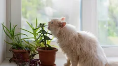 Top 5 najsigurnijih kućnih biljaka za kućne ljubimce: ljepota bez rizika za vaše ljubimce