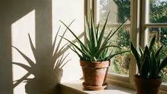 Kućni biljci koje ne zahtijevaju puno održavanja: 10 vrsta koje se prilagođavaju promjenjivim razinama svjetlosti i nepravilnom zalijevanju.