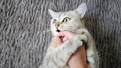 Tanka je granica između naklonosti i ugriza: skriveni razlozi zašto mačka liže, a zatim napada