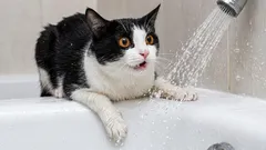 Što radimo krivo, prema mački: stvari koje je zbunjuju