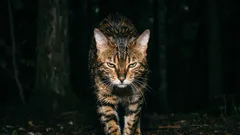 Ni pod kojim okolnostima ne biste smjeli nabaviti ove mačke! Najopakije pasmine mačaka