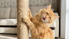 Kako spriječiti mačku da grebe sofu bez kažnjavanja: jednostavan plan u 7 koraka.