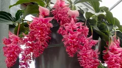 6 sobnih biljaka koje u trgovini očaraju, a u stanu brzo razočaraju – i kako ih imati kao dugotrajan buket