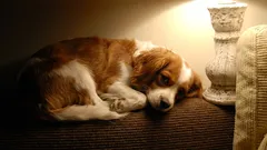 Je li dobra ideja ostaviti svjetla upaljena kad pas ostane sam kod kuće?