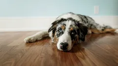 Kako prepoznati seniorsku dob kod psa i što tada mijenjati u rutini