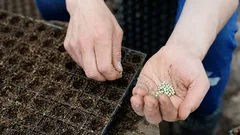 Najbolje vrijeme za sadnju ovog cvijeta je u travnju.