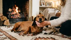 Zašto psi vole da ih se maže – ovo je ono što vaš ljubimac osjeća