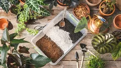 Savršeno tlo za tradescancije: sveobuhvatan vodič za odabir i pripremu