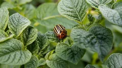Krumpirova zlatica: kako se riješiti bez pesticida i zašto mješavina pepela i katrana odvraća štetočine iz vašeg vrta