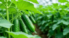 Stres kod krastavaca: zašto biste sadnice krastavaca trebali očvrsnuti na ledu prije sadnje