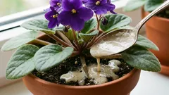  Samo čajna žličica ispod korijena – i ljubičica će neprestano cvjetati: nećeš moći vidjeti listove od cvjetova.