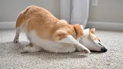 Zašto pas trlja njušku o travu ili tepih — i kada to više nije samo 'brisanje lica'