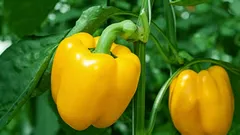  Što nikada ne smijete saditi pored paprike: neprijatelj vaše usjeva