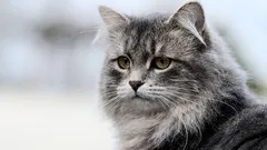 Koja mačka traži najviše igre i pažnje? Brzi vodič kroz 8 zahtjevnijih pasmina