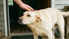 Kako pravilno masirati psa: 5 područja koja treba izbjegavati na početku