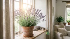 Kućne biljke koje pomažu u borbi protiv stresa