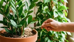 Kako dodati gnojivo u teglu bez ‘spaljivanja’ korijena: 3 koraka i sigurna doza