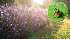 10 biljaka koje će pomoći držati krpelje podalje od vašeg vrta