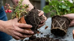 5 pogrešaka koje treba izbjegavati pri presađivanju biljaka