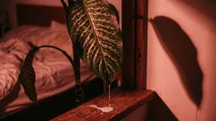 5 biljaka koje zagađuju vaš zrak umjesto da ga pročišćavaju