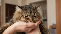 Mačka vas ne dočeka na vratima? 7 uobičajenih razloga i kako ih čitati bez dramatiziranja