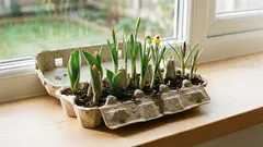 Nemojte bacati kutiju za jaja: za samo nekoliko minuta može se pretvoriti u najljepšu proljetnu dekoraciju.