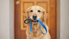 Je li istina da je šetanje pasa dva puta dnevno mit?