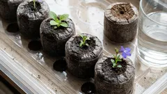 Saksije ili tresetne pelete: što je bolje za sadnice da ne morate petljati s zemljom?