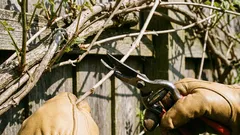 Biljke koje treba orezati u ožujku kako bi bolje cvjetale.