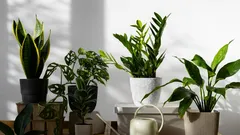 10 najotpornijih kućnih biljaka: savršene za zaboravljive i one koji su uvijek zauzeti