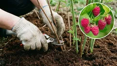 Maline i ribizle u travnju: tri koraka za udvostručenje uroda. Naučene lekcije