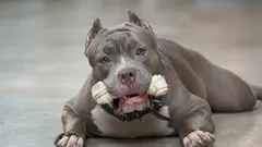 Impozantni na izgled, ali blage naravi: 6 pasmina pasa koje iznenađuju svojim temperamentom