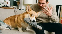 Kako prepoznati da vas pas ne poštuje: 7 znakova upozorenja