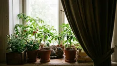 Gdje da posadim sadnice patlidžana da ne ispuste pupoljke?