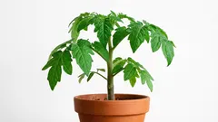 Uzgoj rajčica kod kuće: savjeti za uspješan uzgoj sadnica rajčica