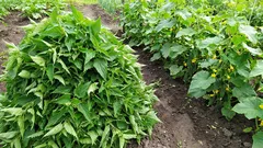 Koprive nisu korov, već supergnojivo. Pokrivač kopriva za moje krastavce – to je moj tajni sastojak.