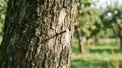 Zašto zabiti čekićem čavao u jablan: drevni ritual koji se može znanstveno objasniti