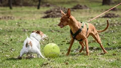 Zašto moj pas laje i vuče povodac kad vidi druge pse i kako mogu smanjiti tu agresiju?