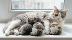 Stare mačke u dobi od 7 godina: u kojoj se dobi mačka još uvijek može smatrati mladom ili je već vrlo starom?