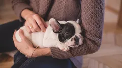 7 znakova da ste odgovoran vlasnik psa